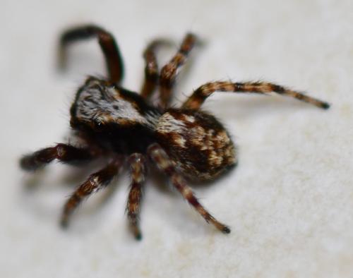 Pseudeuophrys lanigera